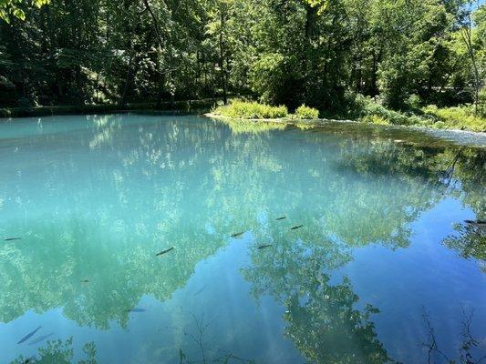 Trout pond