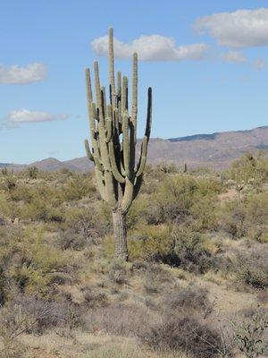 Old man of the desert