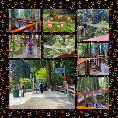 Montage of images from The Redwood Sky Walk