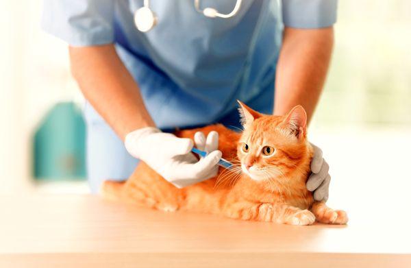 Feline patient at his vet visit receiving his annual vaccines.