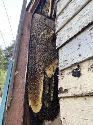 Bee removal and relocation available