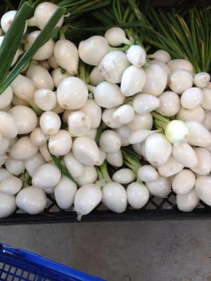 The most beautiful onions in America!