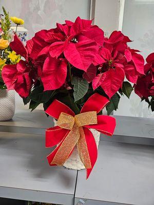 Poinsettia plants to bring in the holiday joy