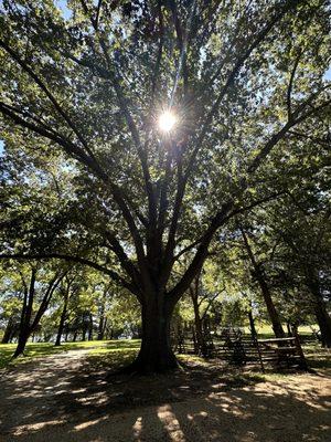 A beautiful old oak tree