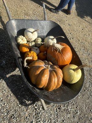 Pumpkins