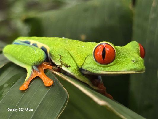 Red Eyed frog.