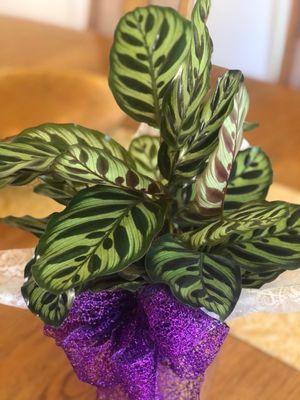 Love this Calathea plant