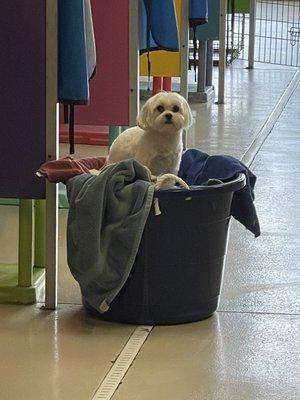 Bama wanted to try out the towel bucket too.