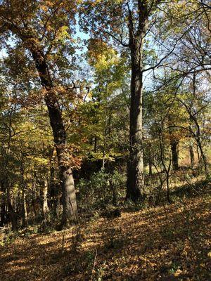 Nearby wooded trails in Fall