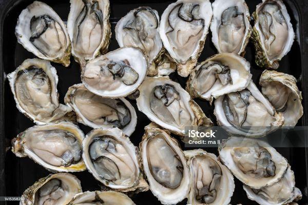 Fresh Oysters