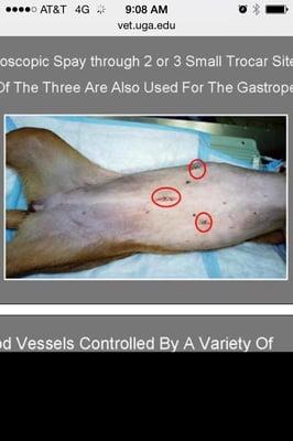 What a laparoscopic spay and gastropex SHOULD look like.