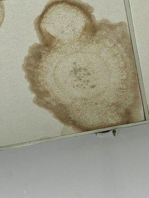 Black mold