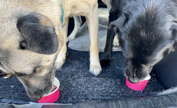 4-footed kids enjoying a vanilla ice cream treat with their human