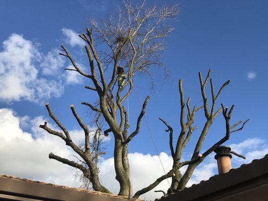 Topping old ash tree to reduce risk to property, instead of recommended removal, due to customer's request.