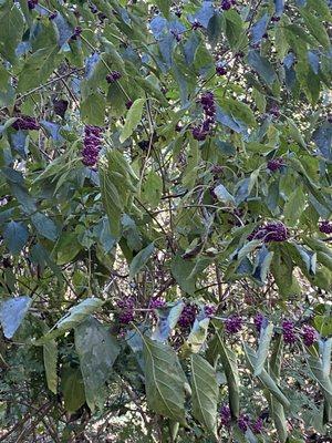 Beautiful berry bush!