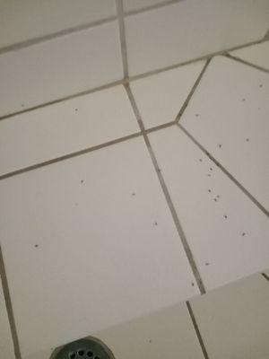 Ants all over in room