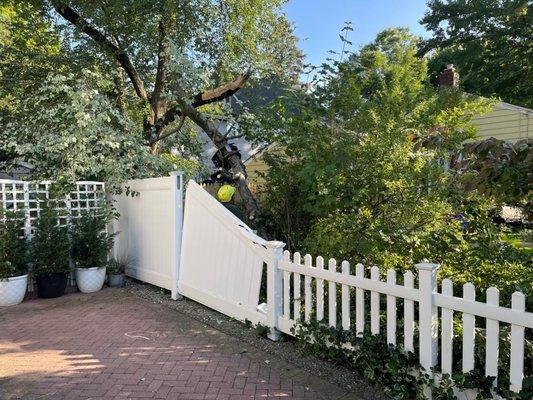 Falling tree damage to fence (could have been a person)