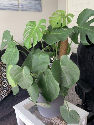 Monstera