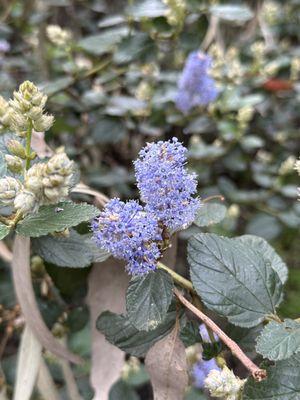 Ceanothus Shrub