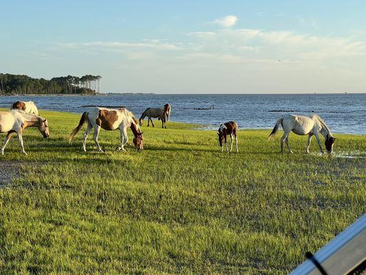 Ponies and foal