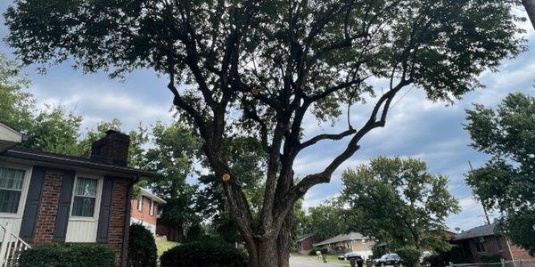 We offer comprehensive local tree care in the Nashville area.