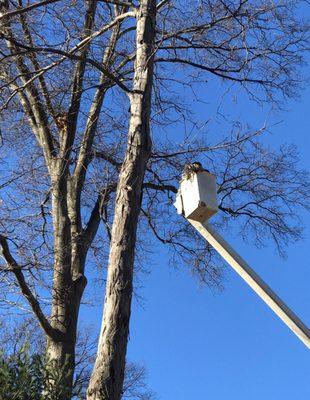 Genie Tree Service