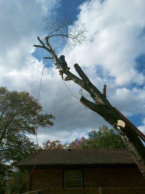 Removing large tree over house.