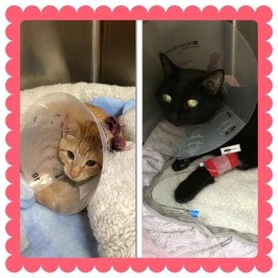 Even the clinic pets get sick or need surgeries sometimes. Penny was spayed and Grendel has a urinary blockage