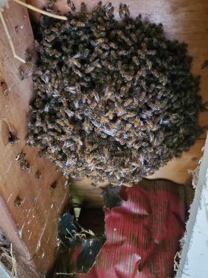 Honey bees above the ceiling