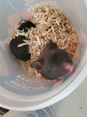 Noah's Ark just got in 2 very cute, sweet, calm young hamsters . If you are looking for a hamster  friend, Noah's Ark is the place