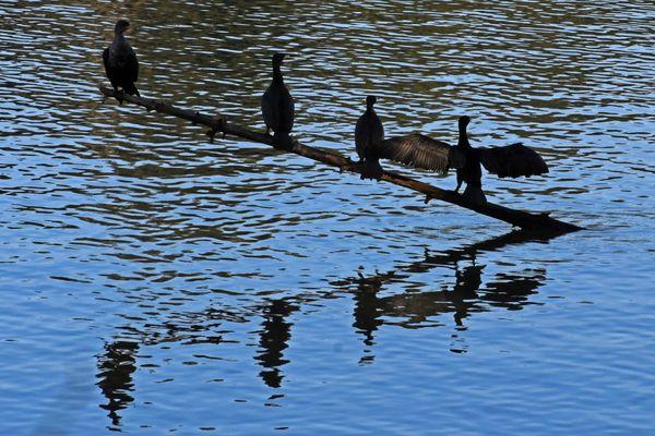 Lots of places for the local wildlife to relax