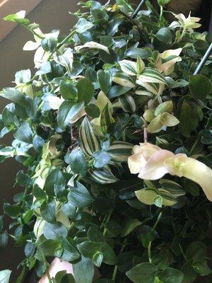 Large variegated Wandering Dude close-up.