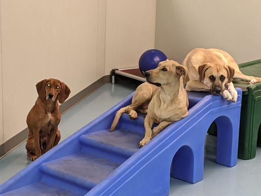 Joey, Archie, and Rosie Posie relaxing after a fun filled day at daycare!