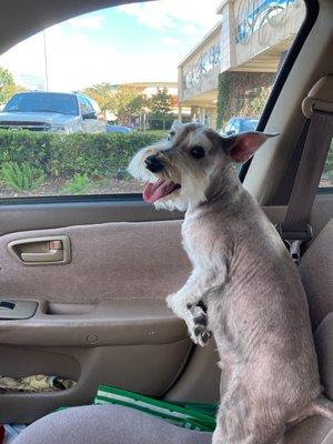 This is supposed to be a long schnauzer cut.