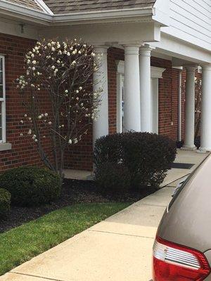 Beautiful flowering Dogwood trees by entrance to office.