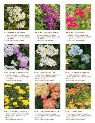 A Yarrow for every mood.