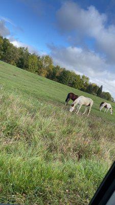 Some more of the horses