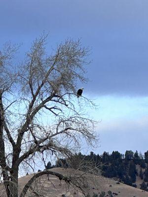 Bald Eagle