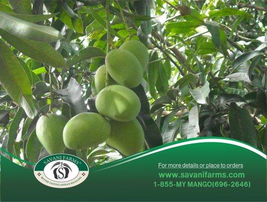 Indian Mango Online@savanifarms.com