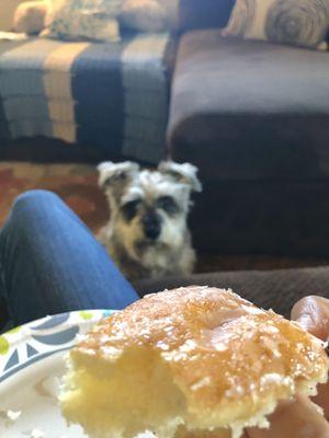 Even dogs love donuts