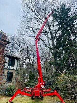 Tree Pruning in Norfolk County