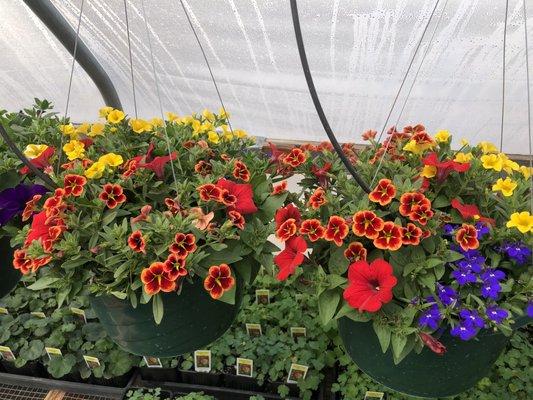 Beautiful hanging baskets grown right here in Central Oregon!