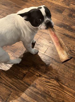 Dog for scale ( beef bone)