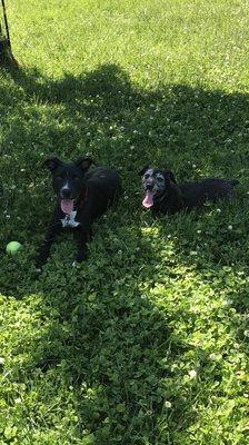 Kodak and Louie playing!