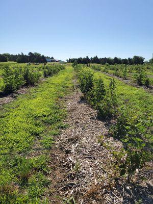 Wild berry farm in Sadler tx