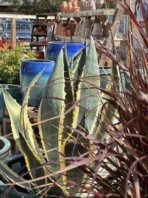 Decorative pots, agave, and ornamental grasses