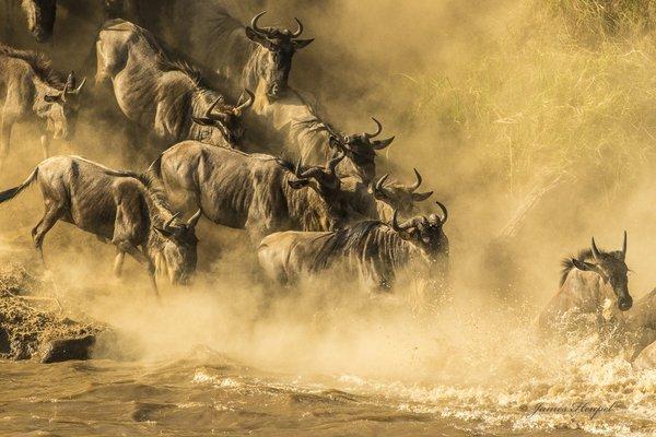 "Into the Abyss"--photo of wildebeests by Jim Heupel