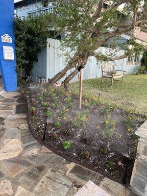 New planter and new irrigation sprinkler system