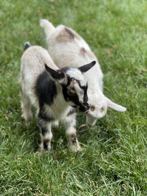 Goat Joy