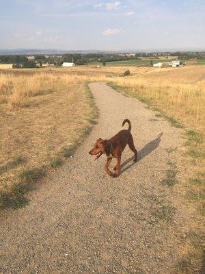 Quinn on a tiny portion of this 30 plus acre dog run!